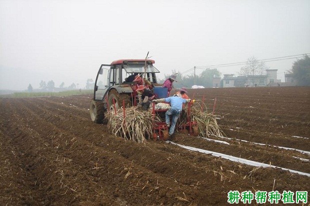 桂柳一号甘蔗品种好不好？