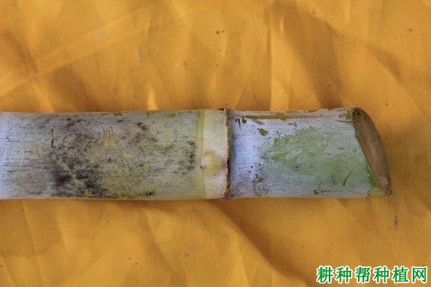 桂糖43号甘蔗品种好不好？