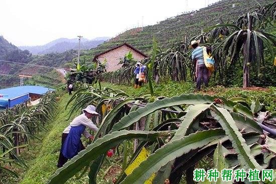 晶红龙火龙果品种好不好？