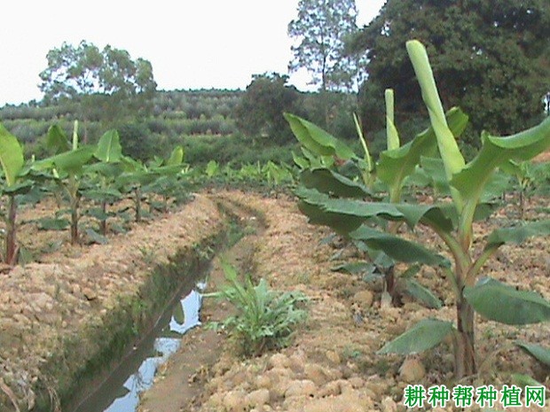 桂蕉早1号香蕉品种好不好？