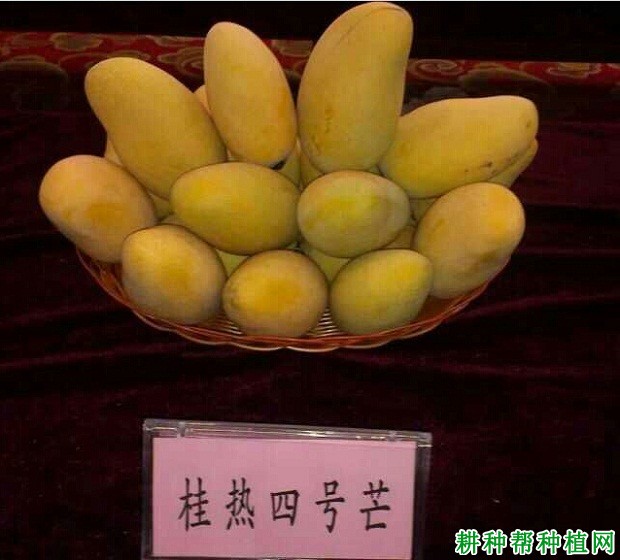 桂热芒4号品种好不好？