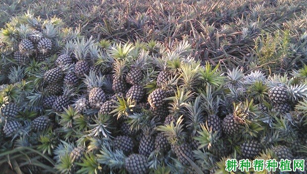 金香菠萝品种好不好？