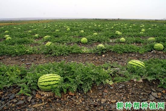 重茬地雷王西瓜品种好不好？