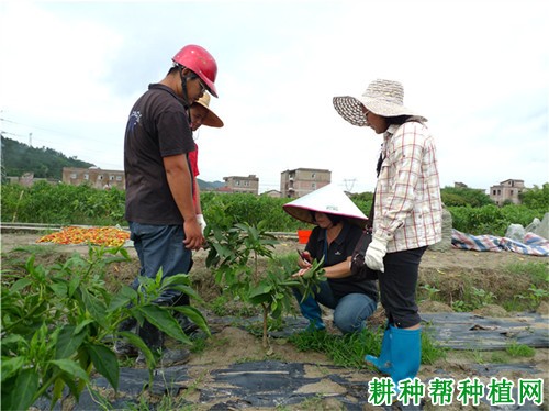 番石榴幼树如何整形修剪？