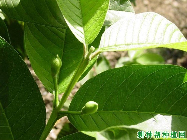 番石榴树花芽分化有什么特点？