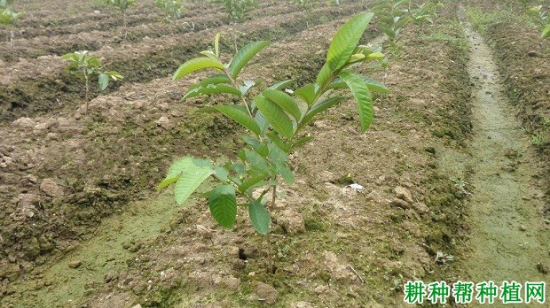 番石榴幼树如何施肥浇水？