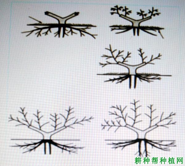 番石榴如何进行高接换种？