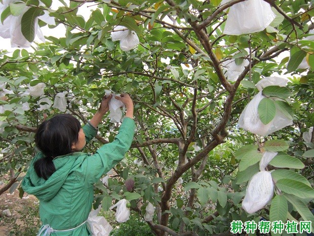 老龄番石榴树怎么样修剪？