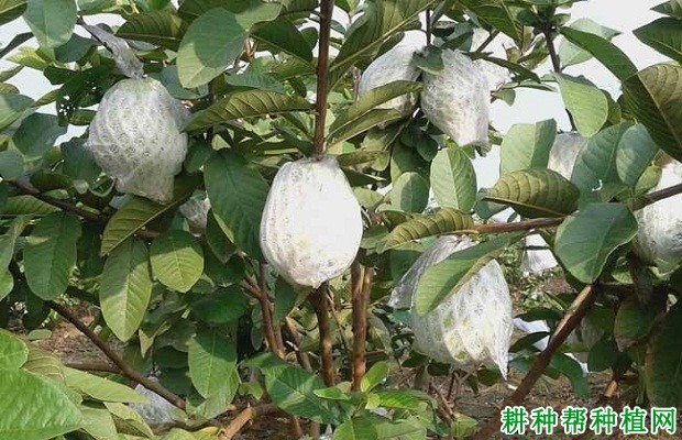 种植番石榴怎么样浇水？