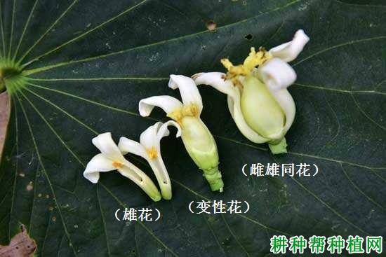 木瓜的花有哪些特点？