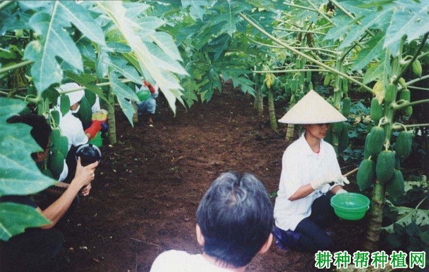 种植木瓜如何割采乳汁？