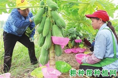 种植木瓜如何割采乳汁？