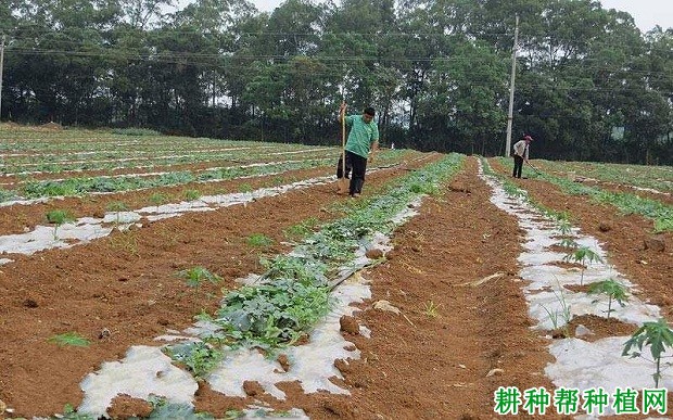 种植木瓜要不要盖地膜？