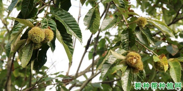 鲁岳早丰板栗品种好不好？