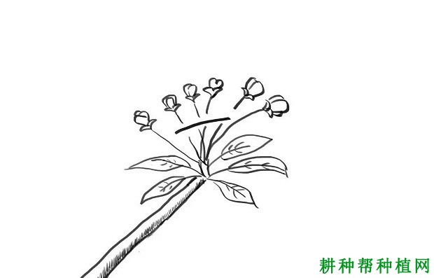 梨树疏花疏果要注意什么？