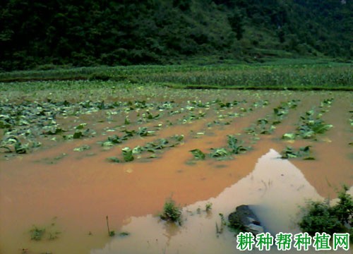 水淹对蓝莓有什么影响？