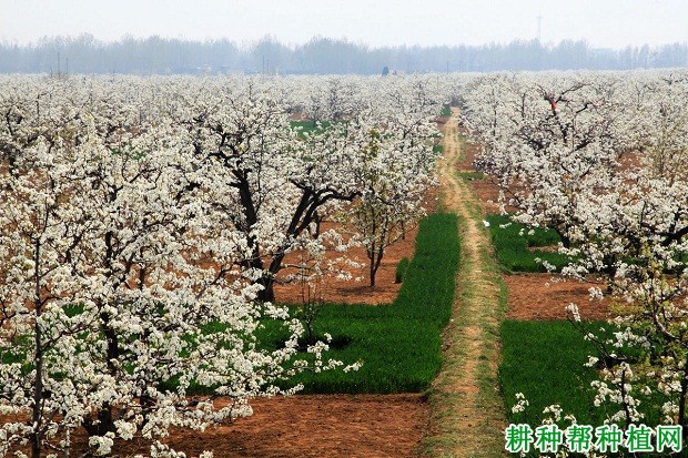 梨树喷什么药能疏花疏果？