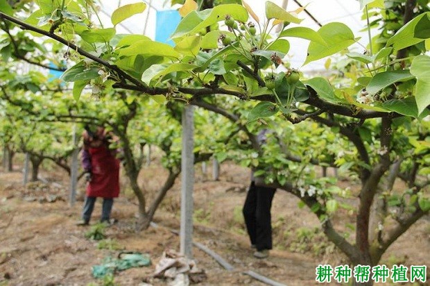 梨树大小年如何预防？