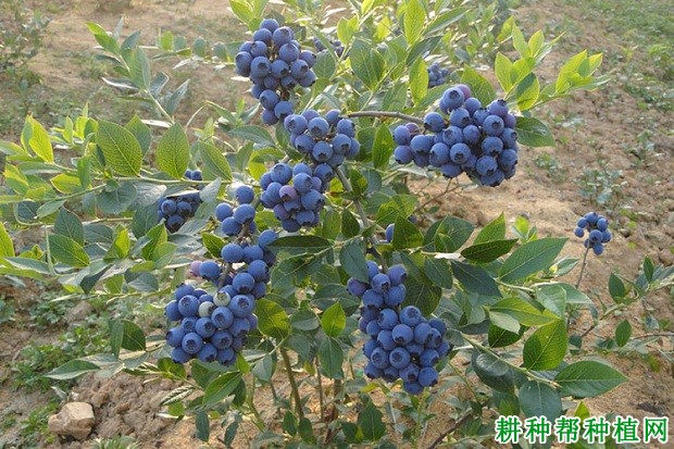 蓝莓菌根有什么作用？