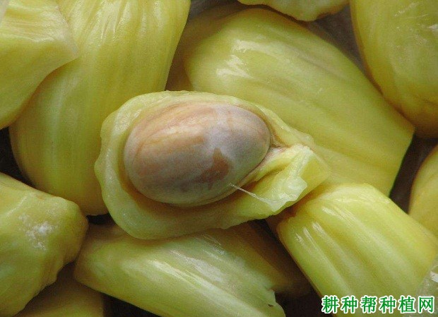 菠萝蜜的果实和种子长怎么样？