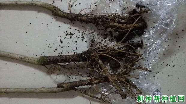 菠萝蜜果树有什么特征？