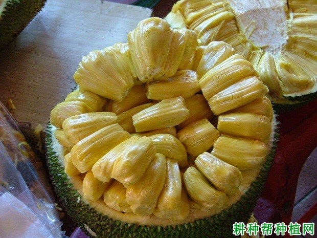 菠萝蜜有什么功效与作用？