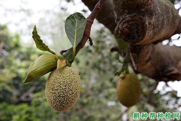 菠萝蜜开花结果习性是怎么样？