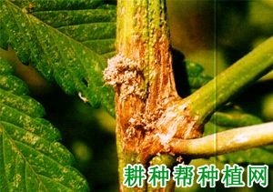 种植菠萝蜜如何防治黄翅绢野螟？