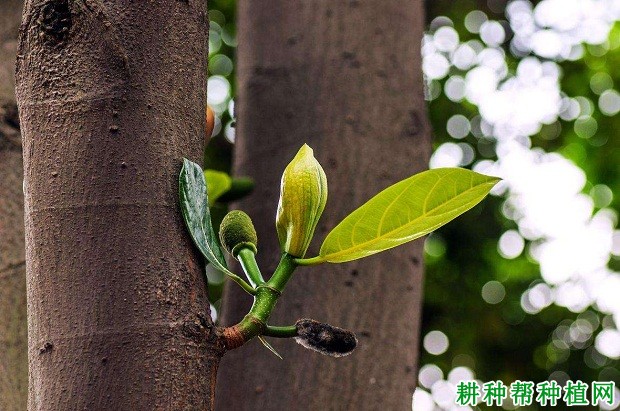 种植菠萝蜜如何促花？