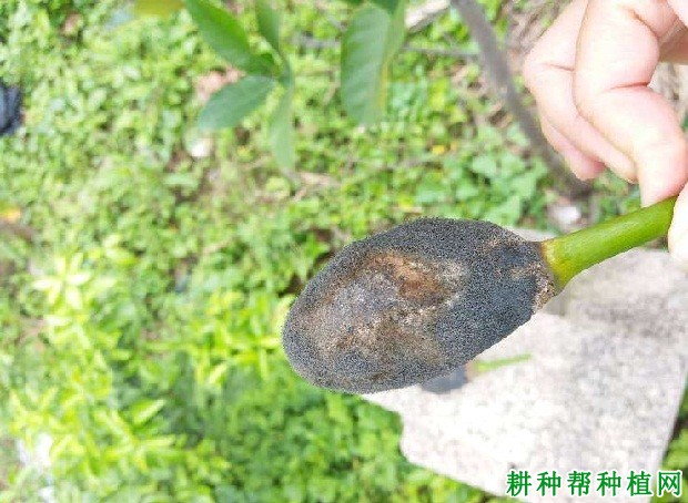 种植菠萝蜜如何防治花果软腐病？