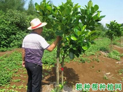 菠萝蜜幼龄树如何修剪？