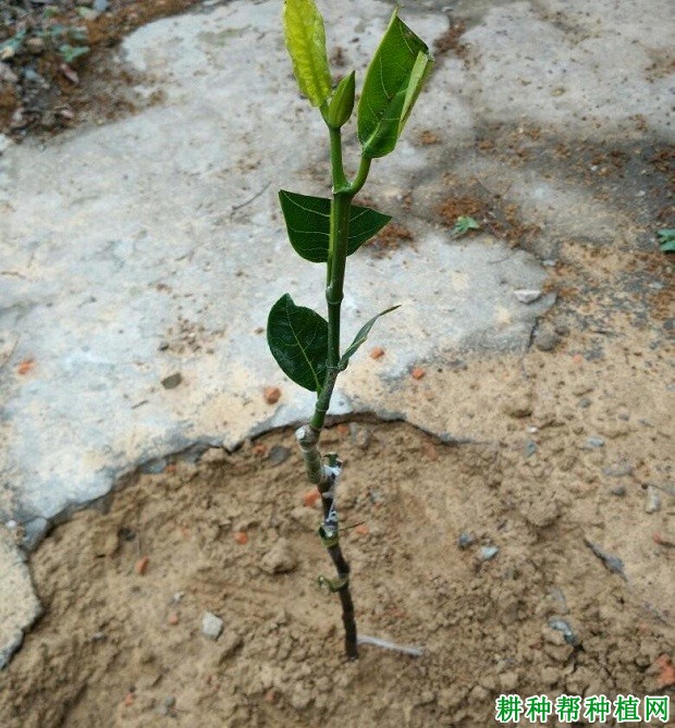 菠萝蜜幼龄树如何施肥浇水？