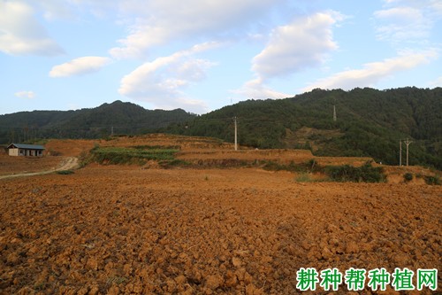 种植菠萝蜜如何整地？