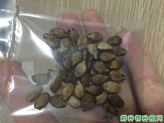 无籽西瓜种子如何分辩？