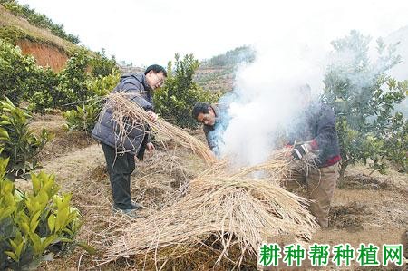 种植柑橘冬季如何防冻？