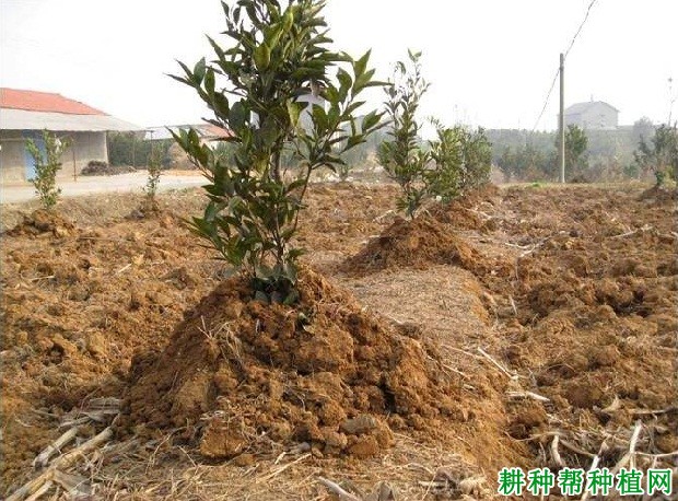 种植柑橘冬季如何防冻？