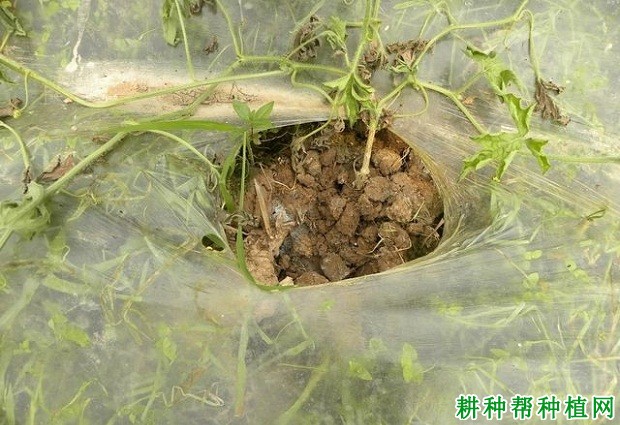 种植西瓜施肥里要注意什么？