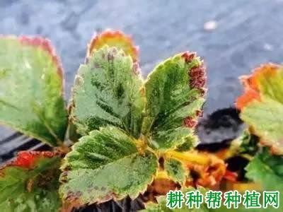 草莓细菌性叶斑病如何防治？