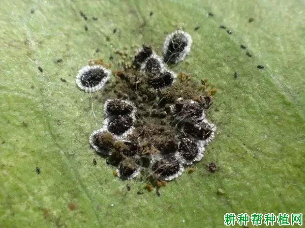 种植火龙果如何防治黑刺粉虱？