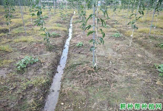 种植百香果什么时候浇水？