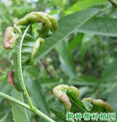 种植樱桃如何防治樱桃卷叶蚜？