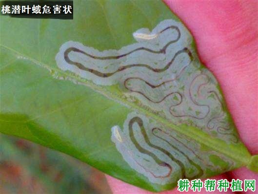 种植樱桃如何防治桃潜叶蛾？