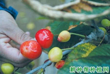 种植樱桃如何防治茶翅蝽？