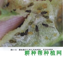 种植樱桃如何防治樱桃瘿瘤头蚜？