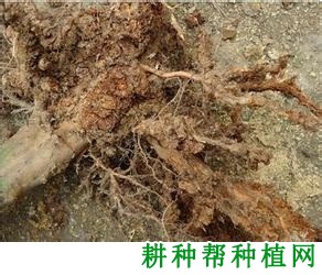 葡萄根腐线虫病如何防治？