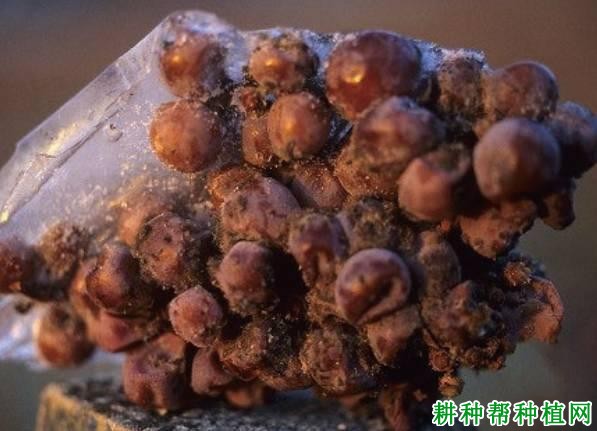 葡萄拟茎点霉腐烂病如何防治？