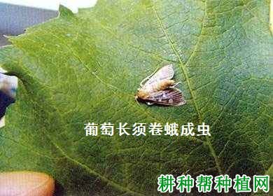 种植葡萄如何防治葡萄长须卷蛾？