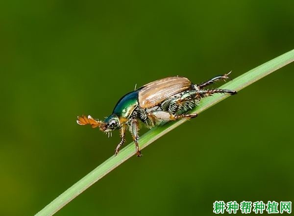 种植葡萄如何防治四纹丽金龟？