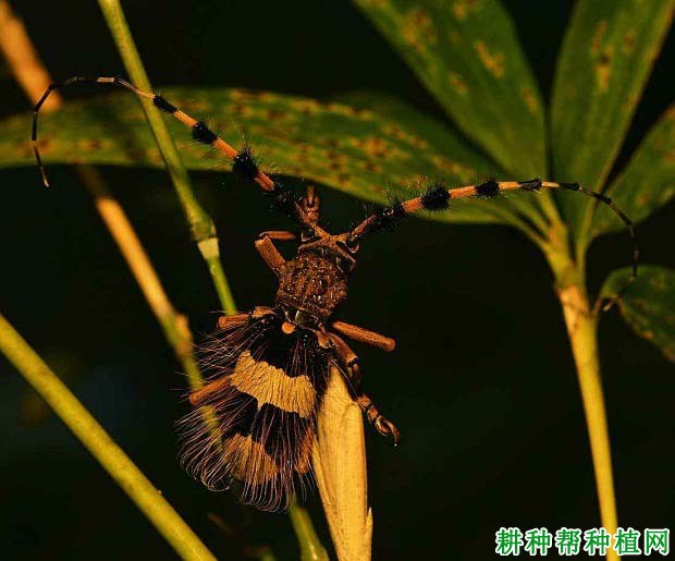 种植葡萄如何防治葡萄虎天牛？