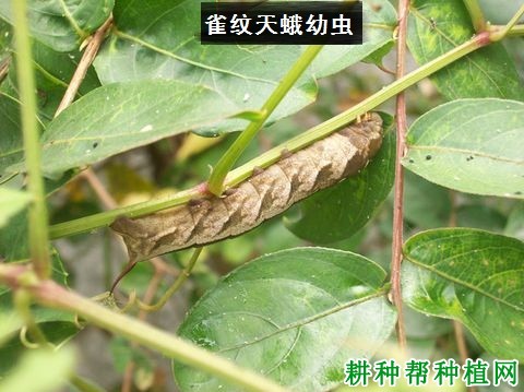 种植葡萄如何防治雀纹天蛾？